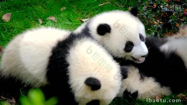 熊猫幼崽成都竹子